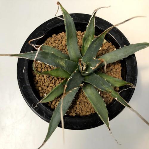 多肉植物：アガベ ユタエンシス エボリスピナ 陽炎*幅16cm 現品