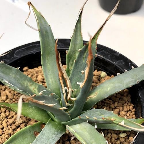 多肉植物：アガベ ユタエンシス エボリスピナ 陽炎*幅16cm 現品