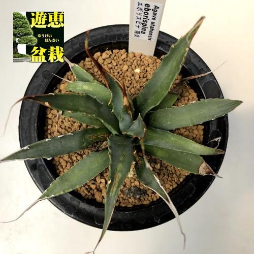 年最新海外 多肉植物 アガベ ユタエンシス エボリスピナ 陽炎 幅14ｃｍ 現品 一品限り 古葉に傷みあり 安い Hbma Dk