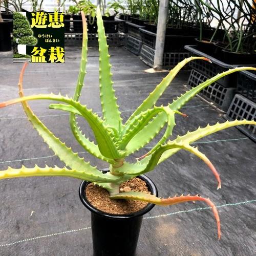 多肉植物：アロエ キダチアロエ錦*幅26cm : 遊恵盆栽 Yahoo!店