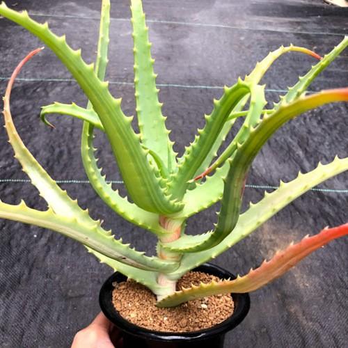 キダチアロエ 多肉植物：アロエ キダチアロエ錦*幅26cm : 遊恵盆栽 Yahoo!店