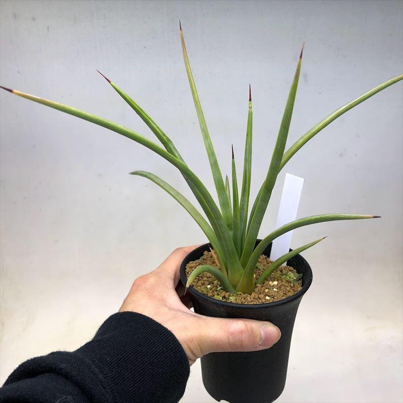 アガベストリクタ　19個 アガベ ストリクタ ' 吹上錦 ' @hanaden.k Agave stricta variegata