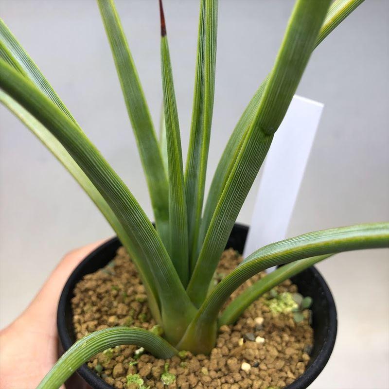 ☆特価☆多肉植物：アガベ ストリクタ 幅広吹上*幅20cm ☆赤松実生 