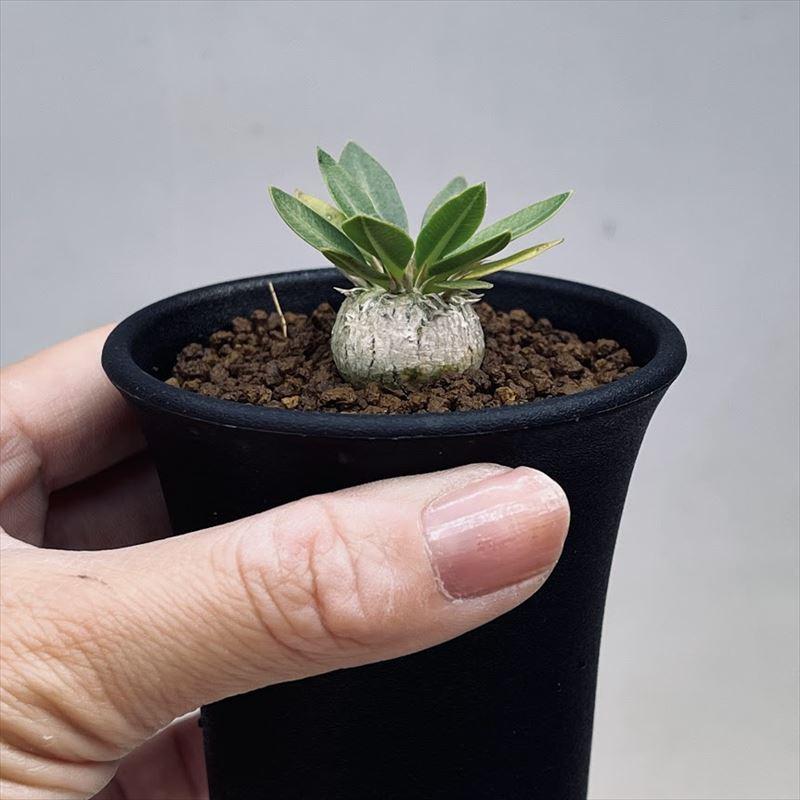 コーデックス:パキポディウム 恵比寿笑い 実生 S*塊根幅2cm コーデックス:パキポディウム 恵比寿笑い 実生 S*塊根幅2cm