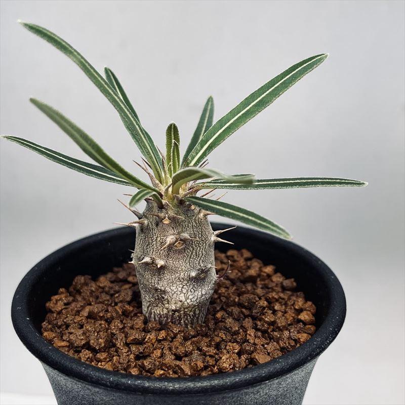 カクチペス　パキポディウム　塊根　実生 パキポディウム カクチペス 実生 SOLD | mana's green