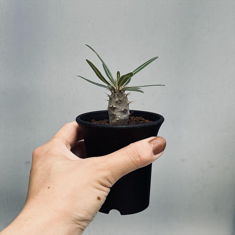 コーデックス：パキポディウム カクチペス 実生 S*塊根幅1.5cm