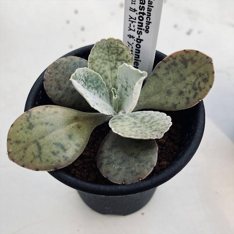 多肉植物 カランコエ ガストニス ボンニエリ 雷鳥 幅9cm S7956v 遊恵盆栽 Yahoo 店 通販 Yahoo ショッピング