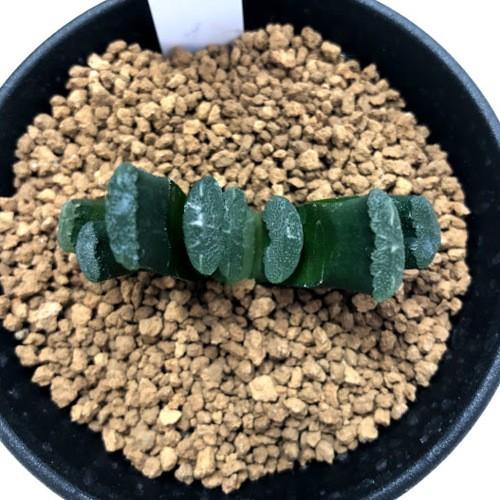 多肉植物：ハオルチア 白雲窓玉扇スーパーモンスト*幅5cm : 遊恵盆栽