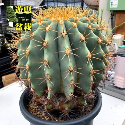 サボテン：フェロカクタス 紫禁城*幅22cm 現品！一品限り : 遊恵盆栽