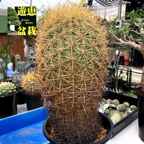 サボテン：フェロカクタス ジョンストン玉 自根*幅12cm 現品！一品