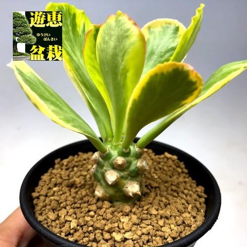 日本産 多肉植物 ユーフォルビア ポイゾニー錦 葉幅7cm 現品 一品限り 現金特価 Mrbells Ie