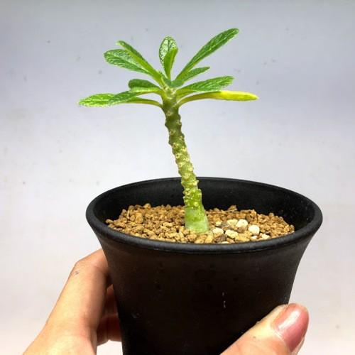 コーデックス：ドルステニア ギガス 実生*塊根幅1cm 現品！一品限り