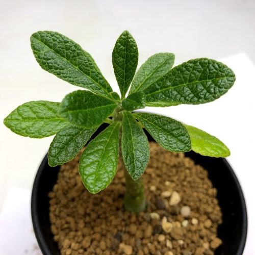 コーデックス：ドルステニア ギガス 実生*塊根幅1cm 現品！一品限り