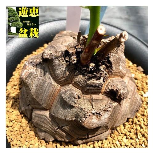 コーデックス:アフリカ亀甲竜*塊根幅12cm 現品!一品限り ※穴 コーデックス:アフリカ亀甲竜*塊根幅12cm 現品!一品限り ※穴