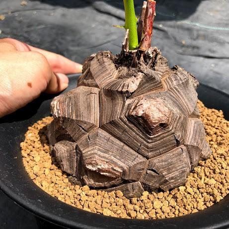 コーデックス:アフリカ亀甲竜*塊根幅12cm 現品!一品限り ※穴 コーデックス:アフリカ亀甲竜*塊根幅12cm 現品!一品限り ※穴