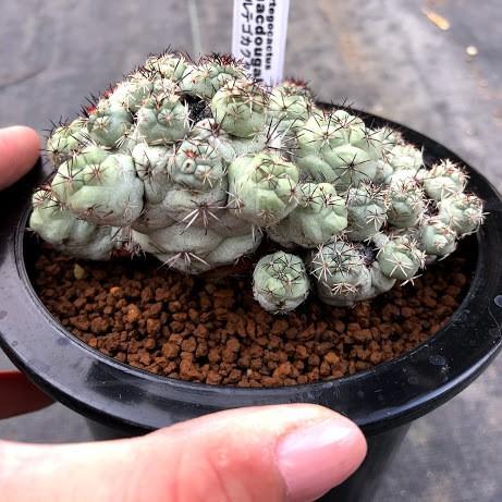 サボテン　マクドガリー　BkPP サボテン：オルテゴカクタス マクドガリー*幅1cm ※傷あり : 遊恵