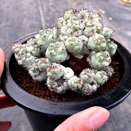 サボテン：オルテゴカクタス マクドガリー *幅10cm 現品！一品