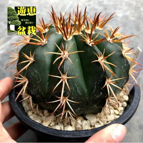 サボテン：メロカクタス 桜雲*幅10cm 現品！一品限り : 遊恵盆栽