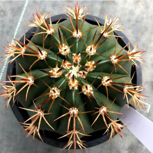 サボテン：メロカクタス 桜雲*幅10cm 現品！一品限り : 遊恵盆栽