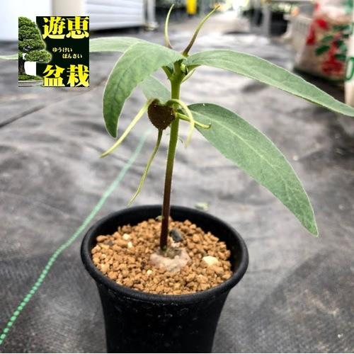 コーデックス：ドルステニア プシルルス*塊根幅2cm : 遊恵盆栽 Yahoo
