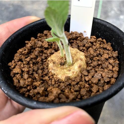 コーデックス：ドルステニア クスピダータ*塊根幅2.5cm : 遊恵盆栽