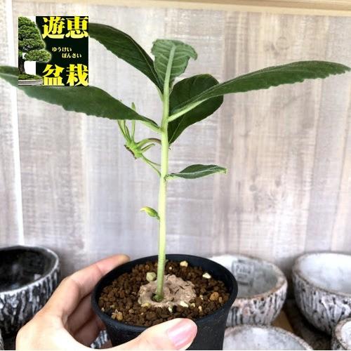 ドルステニア ベンガレンシス 現地株 希少 開花済 コーデックス：ドルステニア ベンガレンシス*塊根幅4cm : 遊恵盆栽