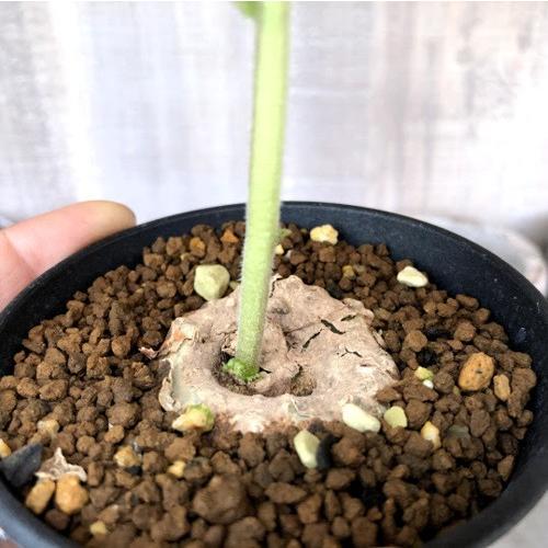 コーデックス：ドルステニア ベンガレンシス*塊根幅4cm : 遊恵盆栽