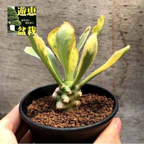 多肉植物：ユーフォルビア ポイゾニー錦*葉幅8cm 現品！一品限り