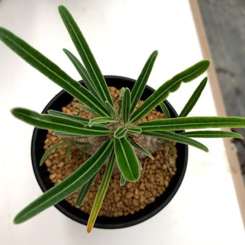 100 本物保証 コーデックス パキポディウム グラキリス 実生 塊根幅5ｃｍ 現品 一品限り 限定価格セール R4urealtygroup Com