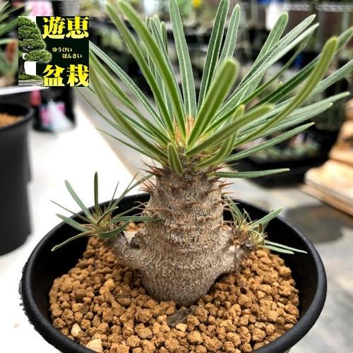 コーデックス パキポディウム グラキリス 実生 塊根幅5ｃｍ 現品 一品限り Turismo Saocarlos Sp Gov Br