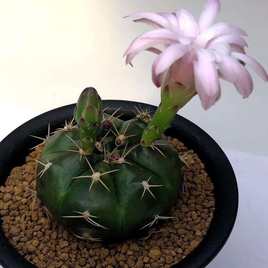 サボテン ギムノカリキウム 紅緑玉 実生 M 幅5ｃｍ S8101v 遊恵盆栽 Yahoo 店 通販 Yahoo ショッピング