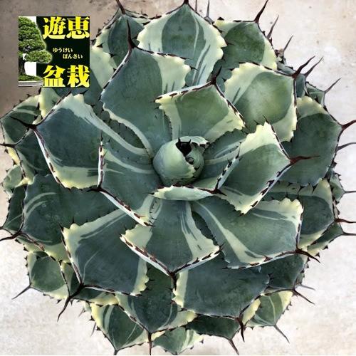 多肉植物：アガベ 吉祥冠錦*幅32cm 現品！一品限り : 遊恵盆栽 Yahoo