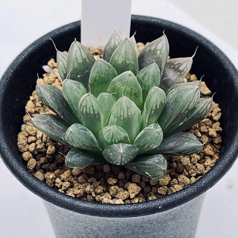 多肉植物:ハオルチア オブツーサ キャッツアイ*S 幅5cm : 遊恵 多肉植物:ハオルチア オブツーサ キャッツアイ*S 幅5cm : 遊恵