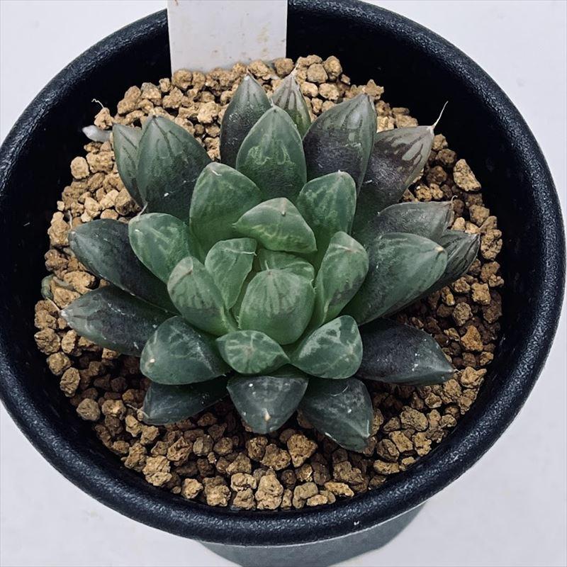 多肉植物：ハオルチア オブツーサ キャッツアイ*S 幅5cm : 遊恵盆栽
