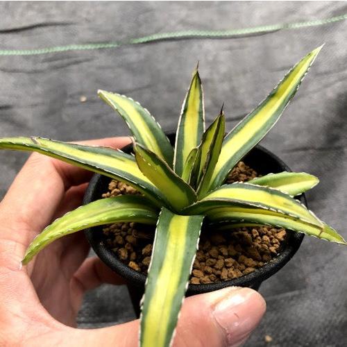 多肉植物:アガベ 笹の雪錦 黄中斑*S 幅10cm : 遊恵盆栽 Yahoo 多肉植物:アガベ 笹の雪錦 黄中斑*S 幅10cm : 遊恵盆栽 Yahoo