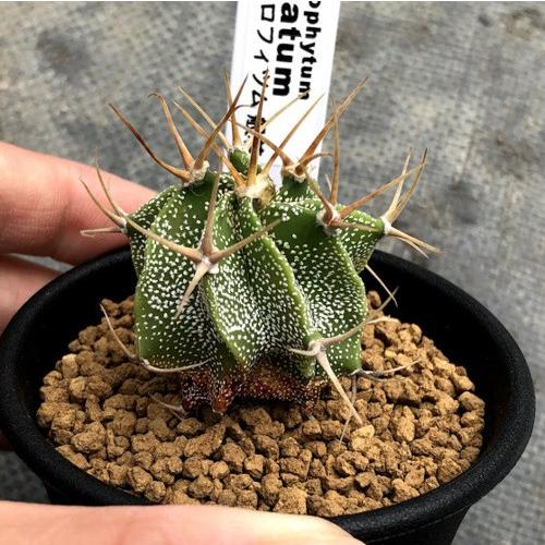 サボテン アストロフィツム 般若 幅3 5ｃｍ S8131v 遊恵盆栽 Yahoo 店 通販 Yahoo ショッピング