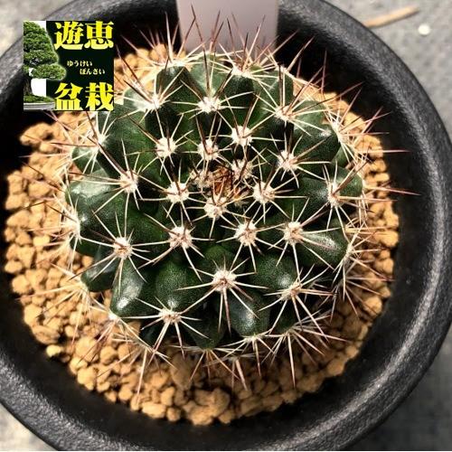 サボテン：マミラリア 琴座*幅4cm : 遊恵盆栽 Yahoo!店 - 通販