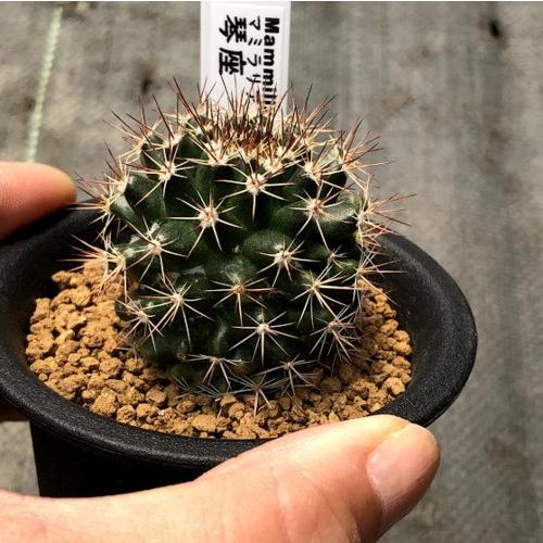 サボテン：マミラリア 琴座*幅4cm : 遊恵盆栽 Yahoo!店 - 通販