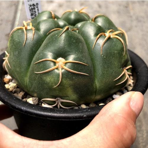 サボテン：ギムノカリキウム 大型海王丸*幅9.5cm : 遊恵盆栽 Yahoo