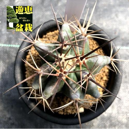 サボテン：エキノカクタス 春雷 実生*幅7cm : 遊恵盆栽 Yahoo!店