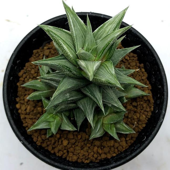 多肉植物：ハオルチア 蛍雪の松錦*M 幅6cm : 遊恵盆栽 Yahoo!店