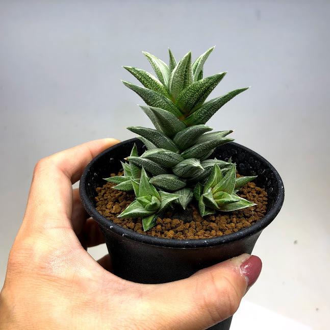 多肉植物：ハオルチア 蛍雪の松錦*M 幅6cm : 遊恵盆栽 Yahoo!店