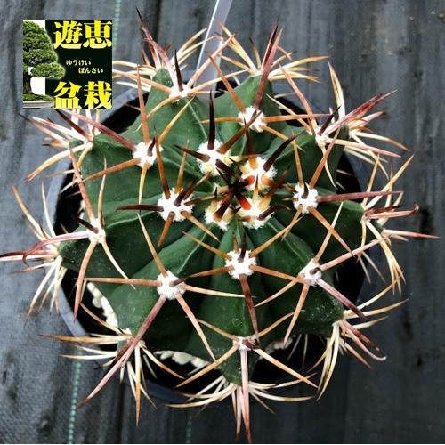 サボテン：メロカクタス サルバドレンシス*幅10cm 現品！一品限り