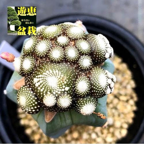 サボテン：ブロスフェルディア 松露玉 ツギ*幅4.5cm 現品 一品限り