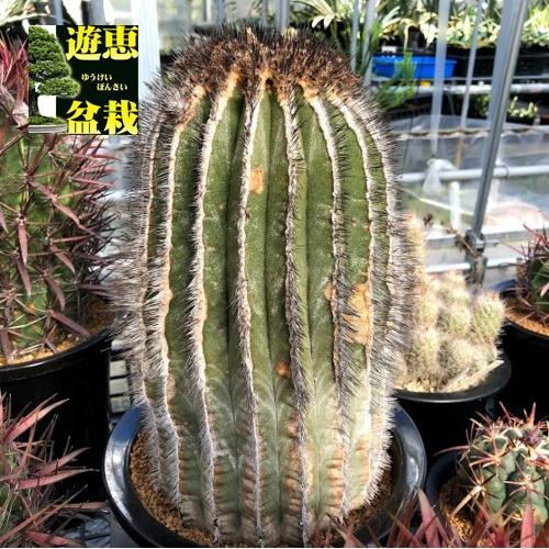 ペクチニフェラ　接オロシ　サボテン ペクチニフェラ 接オロシ サボテン