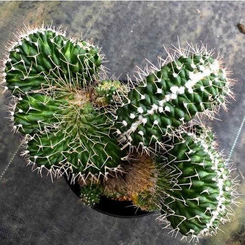 レアサボテンコレクション・マミラリア属・白神丸綴化inわけけのお店 レアサボテンコレクション・マミラリア属・白神丸綴化inわけけのお店