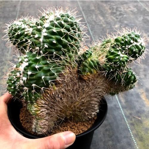 レアサボテンコレクション・マミラリア属・白神丸綴化inわけけのお店 レアサボテンコレクション・マミラリア属・白神丸綴化inわけけのお店