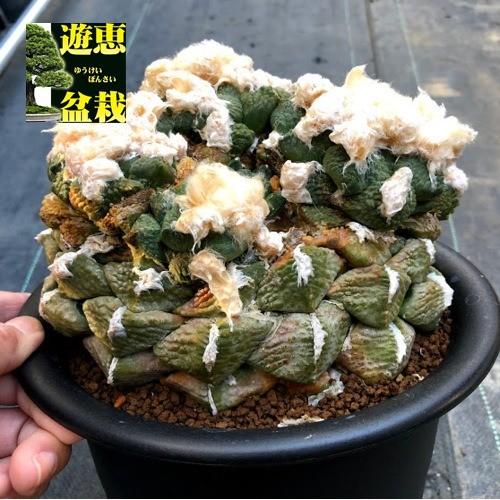 サボテン：アリオカルプス 艶肌大疣連山*幅16cm 現品！一品限り ※傷