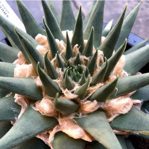 サボテン：アリオカルプス 三角牡丹*幅19cm 現品！一品限り : 遊恵