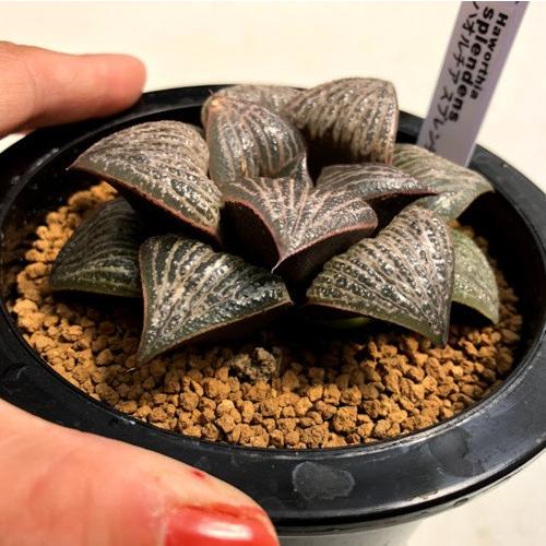 多肉植物：ハオルチア スプレンデンス*幅9cm 現品！一品限り